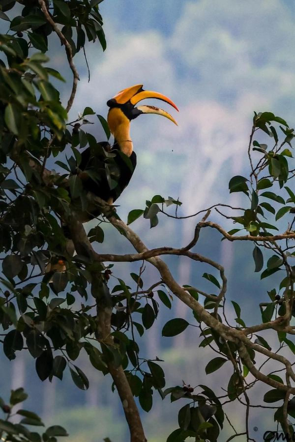 Khao Yai National Park Animals